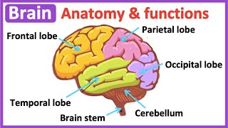 Brain anatomy amp function 🧠 Easy science learning video [upl. by Icrad]