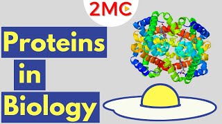 Proteins  Biological Molecules Simplified 2 [upl. by Einaoj]