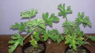 زراعة وتكاثر ونقل نبات العطر pelargonium graveolens [upl. by Nishom]