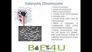 Difference between Prokaryotic and Eukaryotic Chromosomes  Cell Biology  biologyexams4u [upl. by Corsetti829]