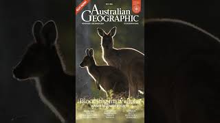 Watch a Western Grey Kangaroo Play Among Western Australias Wildflowers [upl. by Angela385]