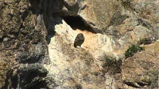 A trip to the Farallon Islands [upl. by Ilise415]