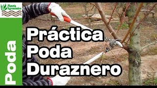 ✂️PODA del 🍑 DURAZNERO y planificación y el cómo hacerlo en el campo  Parte 2 de 2 [upl. by Ytsud]