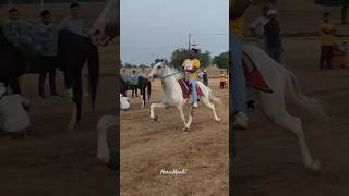 Billa👑 Bhupinder Bhai ka Ghoda Sawar Golu Rao Stud Farm race sindhi horse equestrian rewal [upl. by Selemas]