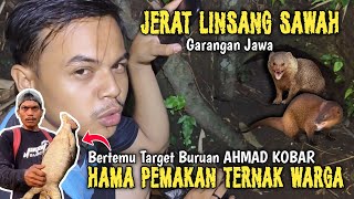 MENJERAT HAMA LINSANG SAWAH‼️ Pemakan Ternak Wak Ayang [upl. by Allicserp]