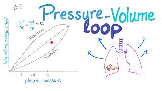 PressureVolume Loops  Compliance  Respiratory Physiology [upl. by Malek578]