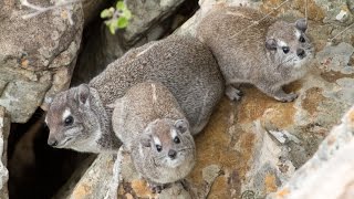 The eerier call of the Rock Hyrax Dassie [upl. by Rai]