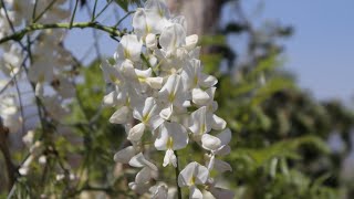 Hablando de la Glicinia de flor blanca  Cuidados  Wisteria sinensis forma alba [upl. by Leeann]