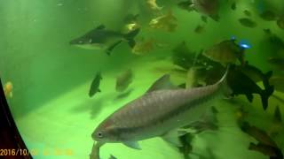 Blue mahseer aka Neolissochilus stracheyi 15quot in 4500 gal Dec 2016 [upl. by Nairb]