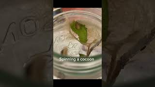 A Polyphemus Caterpillar 🐛 spinning a cocoon caterpillars [upl. by Asil650]