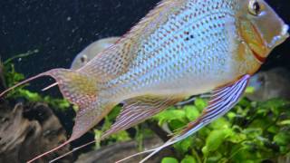 Geophagus Altifrons RíoTocantins [upl. by Lawlor]