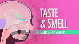 Taste amp Smell Crash Course Anatomy amp Physiology 16 [upl. by Selle923]