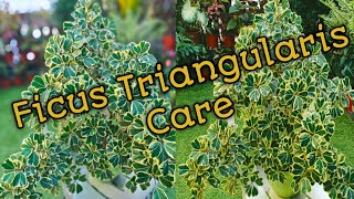 How to Grow and Care Variegated Ficus TriangularisTisay Collection [upl. by Iur]