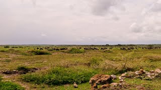 Thousands of migratory wildebeests in Ngorongoro plains safari tanzania wildlife [upl. by Pattie]