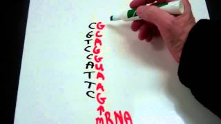 Decoding the Genetic Code from DNA to mRNA to tRNA to Amino Acid [upl. by Coco]