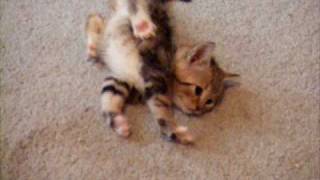 Kitten Sway with Extreme Case of CH Cerebellar Hypoplasia trying to walk [upl. by Burke]