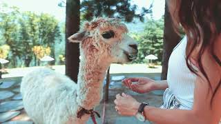 Things You Didnt Know About Alpacas From their fireresistant fur to the unusual sounds they mak [upl. by Eimarrej]