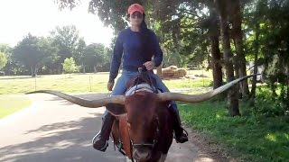 Riding Texas Longhorn Saddle Cow PREMIER ASTORIA [upl. by Eisak768]