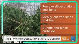 Christmas tree collection starts tomorrow in Tampa [upl. by Bertha575]