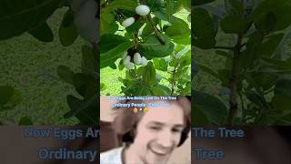 What is The white bhilawa tree 🌴 🥚 ytshorts shorts shortvideos viralvideos facts [upl. by Irved226]