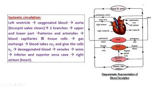 Episode 12  Chapter 2  blood circulation  Lymphatic system Part 2 [upl. by Annuahs121]