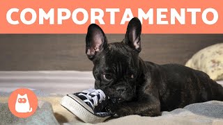 10 problemas de COMPORTAMENTO CANINO [upl. by Fujio]