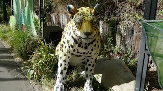 Jaguars Zoo Lights LA Zoo Lights Los Angeles California USA November 13 2024 Animals Holidays [upl. by Andeee]