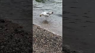 Fulmar Hunting and Eating Crab 🦀 fulmar crab hunting sea [upl. by Neilson]