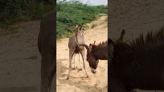 Donkeys susu donkeyvillage viralshortvideo [upl. by Austen]