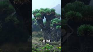 Senecios Gigantes😱😱ytshorts shorts [upl. by Cleave]