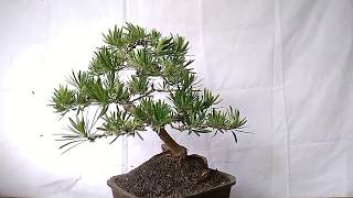 Bonsai Podocarpus Macrophyllus 30706 [upl. by Refinnej]