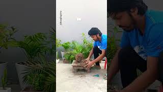 Areca Palm Care 🪴✂️ terracegarden viralvideo trending [upl. by Ellenrahs]