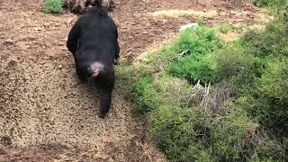 Monarto Safari Park  South Australia  a chimpanzee was looking out for smth in the bush 😂 [upl. by Ydnik]