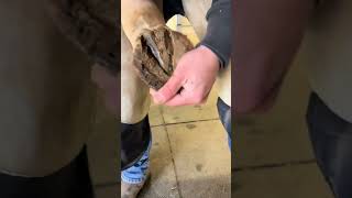 farrier tiktokfarrier fyp hoofcare horse satisfying oddlysatisfying asmr equestrian [upl. by Krishna953]