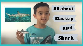 All About Blacktip Reef Sharks [upl. by Ydnolem714]