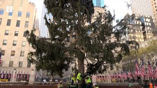 Rockefeller Centers Scraggly Christmas Tree Is Perfect For 2020 [upl. by Ednutabab]