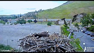 Intruder Z0 drops by the nest  Probably looking for fish 2024 06 16 22 35 21 577 [upl. by Salomone]