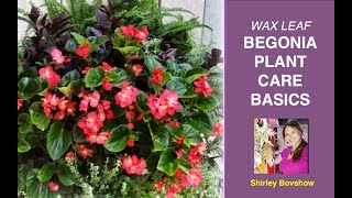 BEGONIA PLANT CARE BASICS WAX LEAF BEGONIAS  EdenMakers [upl. by Claiborn361]