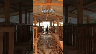 Kandang kambing 10x45m subang shortvideo kandangkambing shortshorts [upl. by Yerocal]