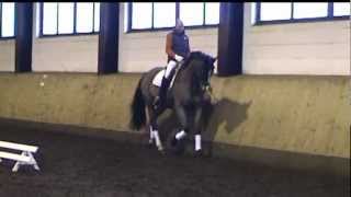 TRAKEHNER V BUDDENBROOK CONSUL geb 1998 [upl. by Reinald651]