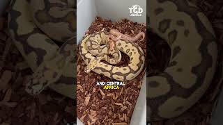 Ball Python 🐍 The Cutest Pet Snake animals Ball Python snake [upl. by Hey]