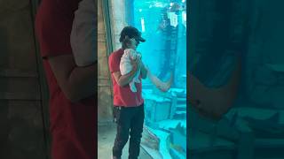 My little one likes to see Bat Rays in the SeaWorld fun joyride shorts travel aquarium [upl. by Retsila]