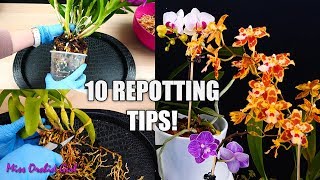 10 Tips for Repotting Orchids You Should Know  Orchid Tips for Beginners [upl. by Eneryc]