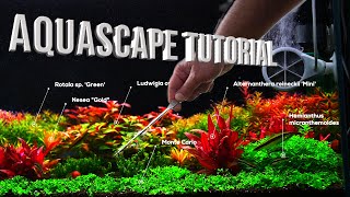 Aquascape Tutorial Step By Step 60cm Planted Aquarium [upl. by Bushweller]