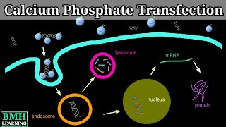 Calcium Phosphate Transfection  Calcium Phosphate Method Of Gene Transfer  Types Of Transfection [upl. by Eat]