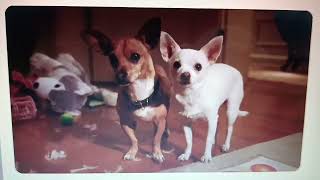 Beverly Hills Chihuahua 2  The Puppies Destroy Their Bedroom [upl. by Enidan431]