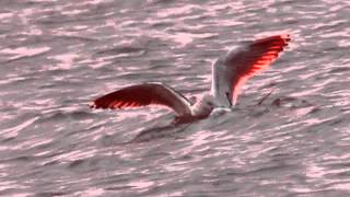 Great Blackbacked Gull Kills Laughing Gull [upl. by Tsew]