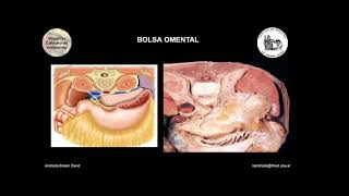 E3  Bolsa Omental  Anatomía 2  FMed UBA [upl. by Avert371]