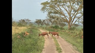 Traditional Karamoja songs [upl. by Relda]