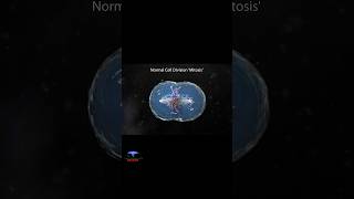 Cell Division  Mitosis Short Animation  cytology [upl. by Carine]